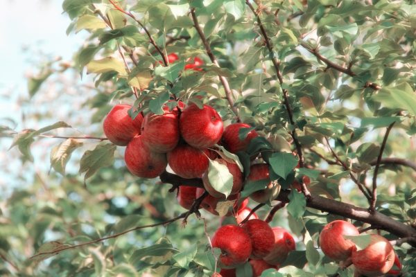 The Fruit of the Holy Spirit