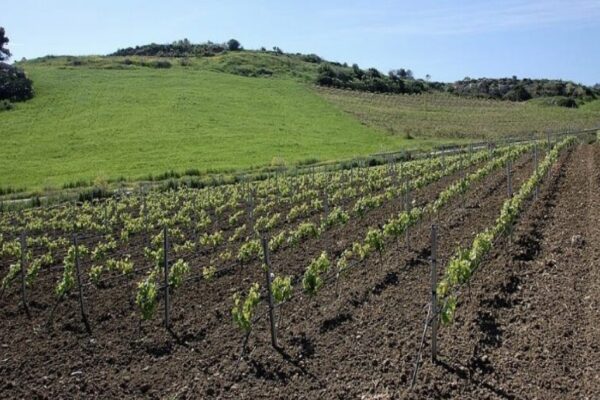 Communion In Mission: One In Christ Branches of the True Vine By Michelle Tan